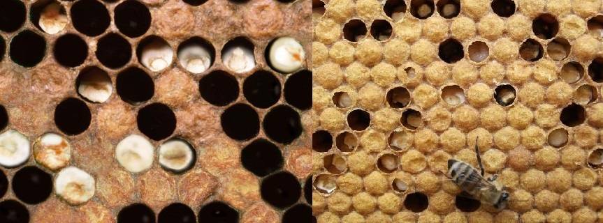 Болезни пчел, профилактика и лечение