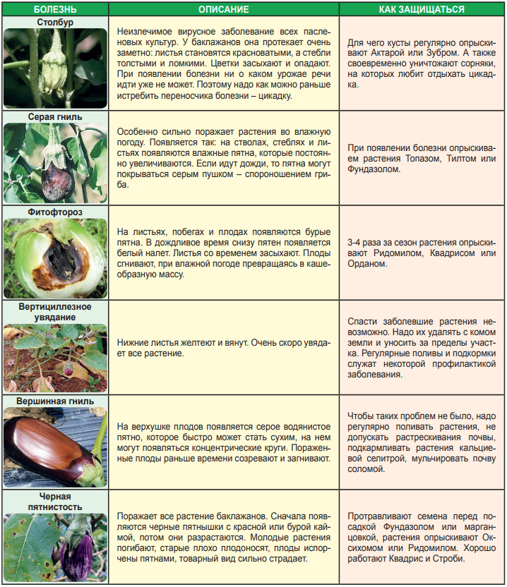 Таблица болезней рассады томатов. Таблица подкормки баклажанов. Вредители томатов описание с фотографиями. Вредители помидор в таблице.