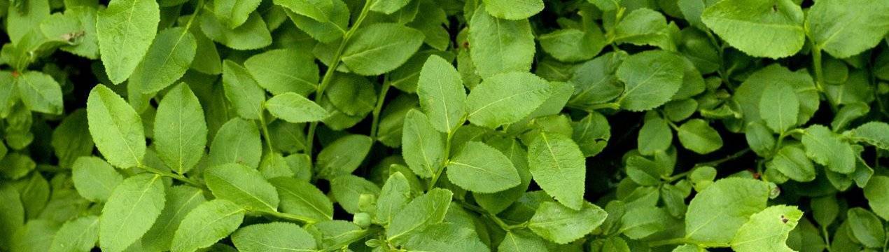 Лечебные свойства листьев черники для организма