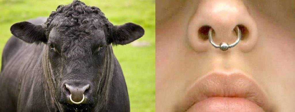 Почему бык не пьет воду — почему теленок плохо ест?