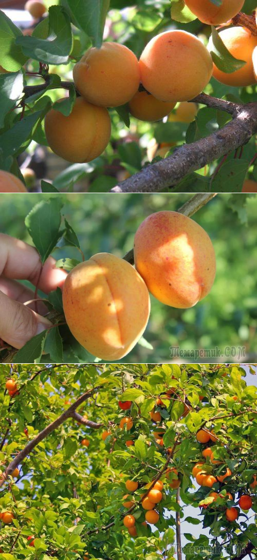 Посадка абрикоса: как правильно посадить саженцы, видео, схема посадки
