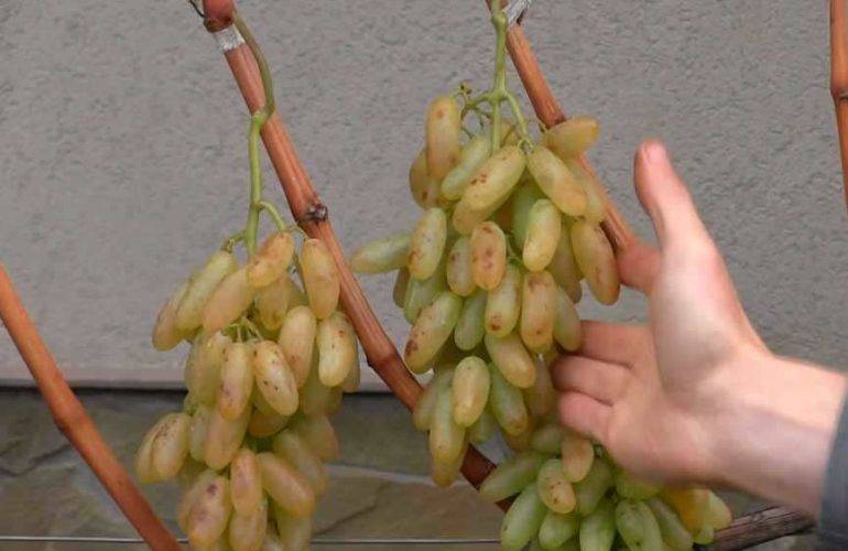 Сорт винограда дамские пальчики фото и описание