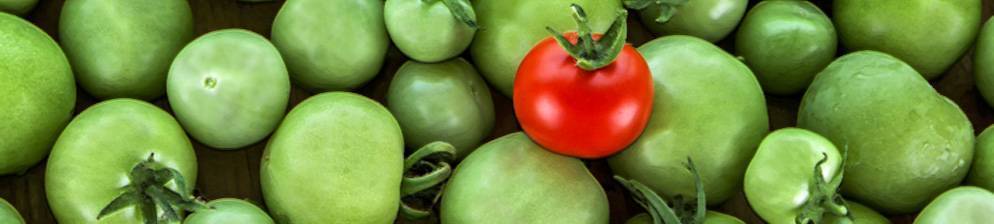 Как правильно хранить дома зеленые помидоры до созревания, чтобы они покраснели