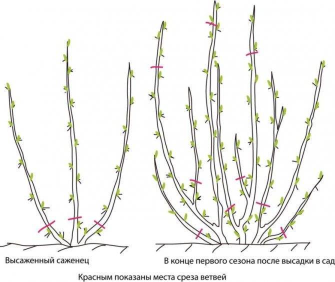 Размножение красной смородины с помощью черенков: особенности