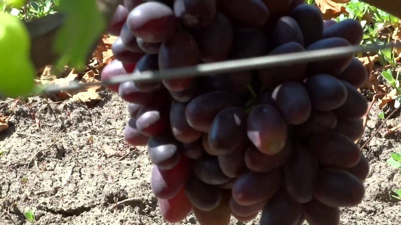 Гид по белым винам: от шардоне до крымского винограда