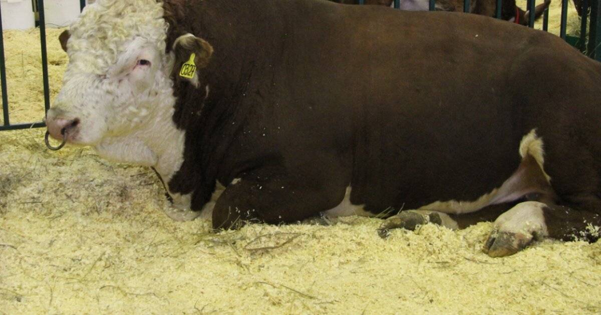 Бык осеменитель, спаривание коров, случка коров (фото и видео)