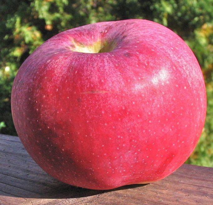 Лобо яблоня: описание яблони и сорта яблок, характеристика, отзывы, устойчивость, внешний вид саженца, фото. яблоня лобо: на какой год плодоносит, какой цвет коры, как опыляется?