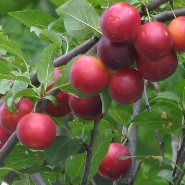 Сливово-вишневый гибрид майнер посадка и уход. как вырастить сливово-вишневый гибрид | дачная жизнь