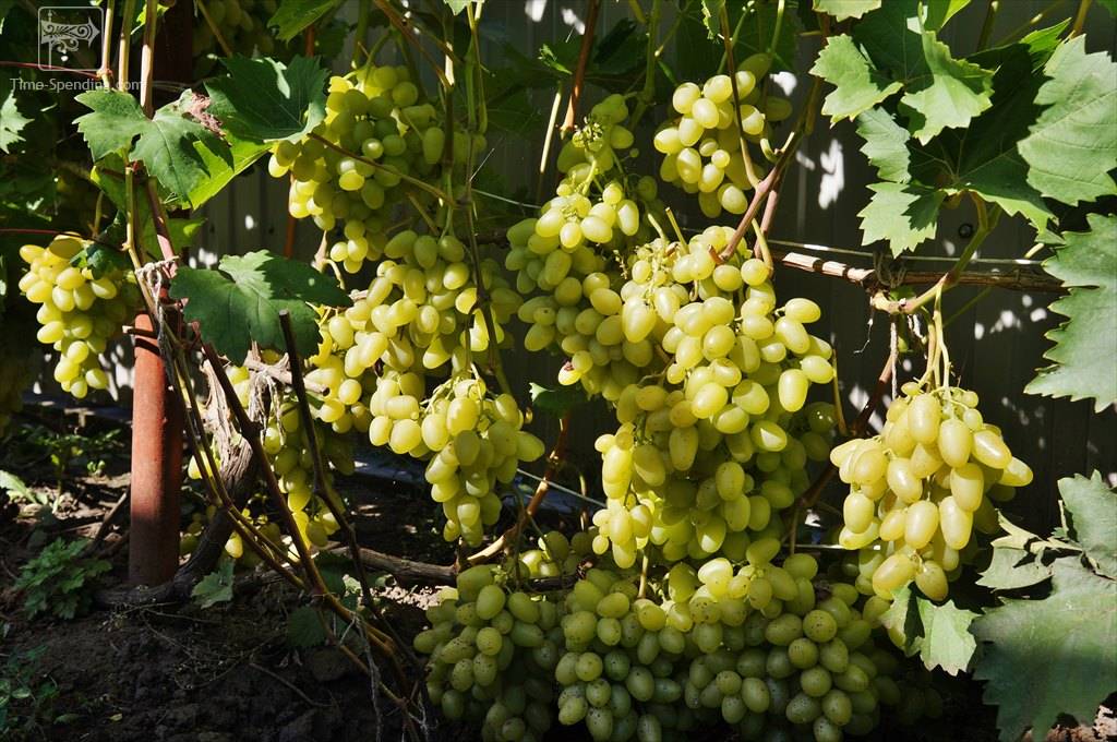 Аркадия виноград: описание и характеристика сорта, выращивание и уход, на какой год начинает плодоносить