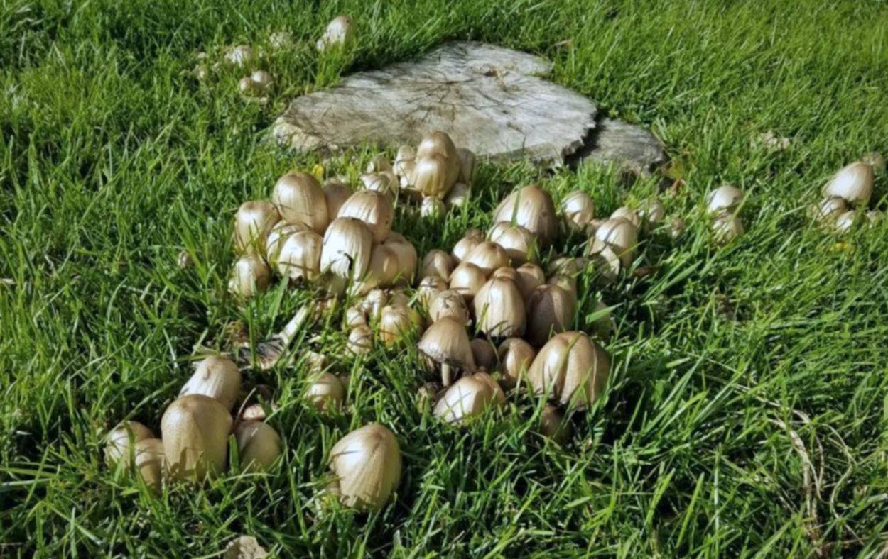 Как уничтожить грибы и их споры в домашних условиях? - рекомендации на ydoo.info