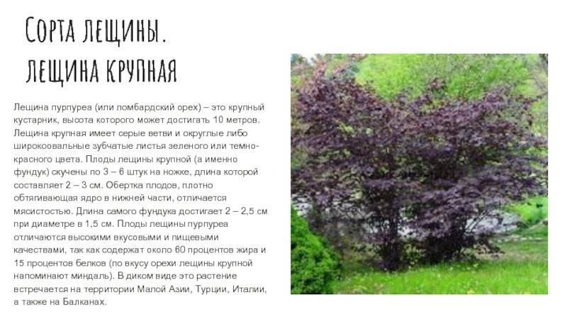 25 лучших сортов фундука с описанием и характеристиками, технология выращивания и ухода
