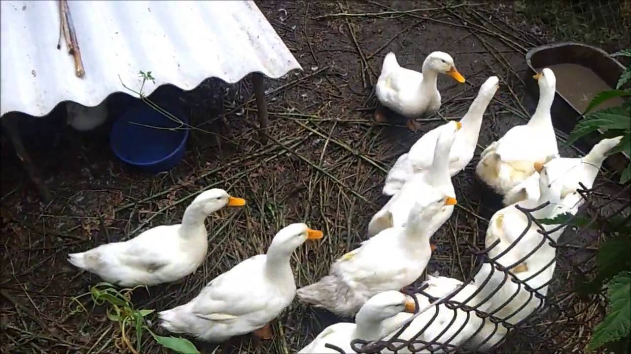 Крепкие и сильные утки благоварской породы