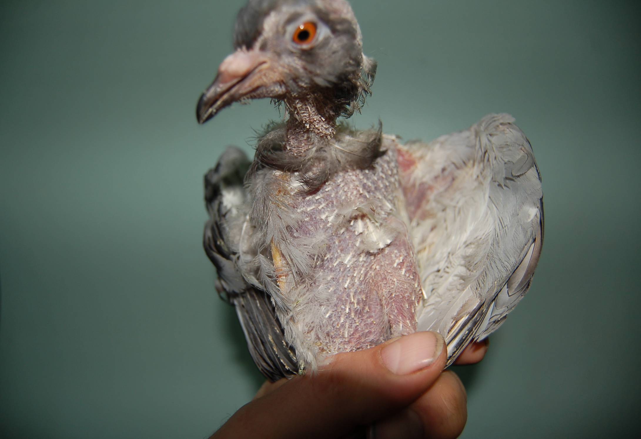 Болезни голубей и их лечение, подробное описание симптомов с фото
