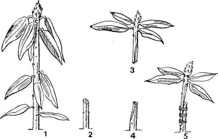 Размножение рододендронов: семенами и черенками