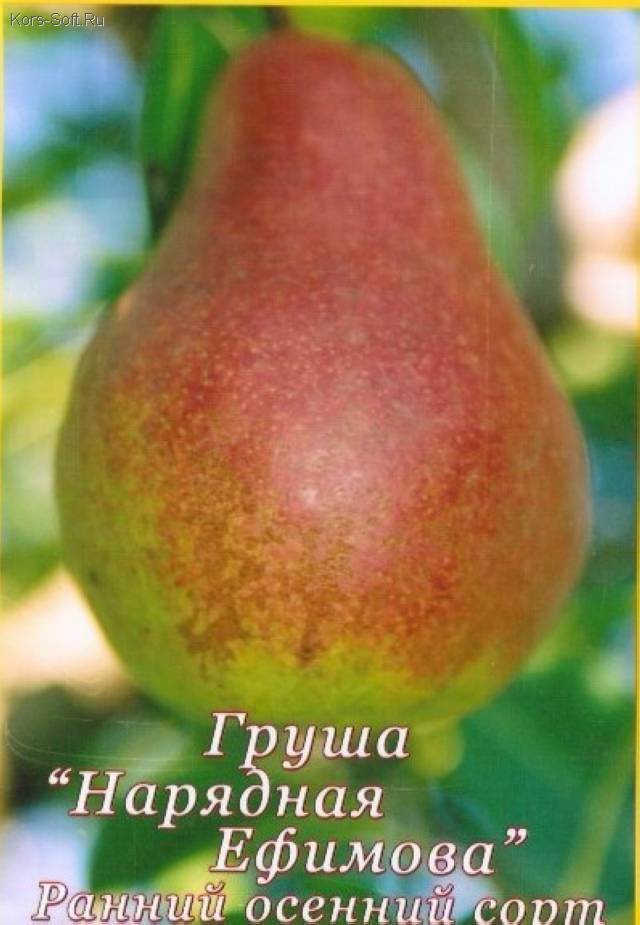 Описание груши сорта нарядная ефимова и особенности выращивания