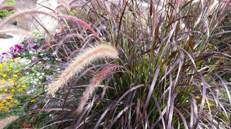 Пеннисетум: посадка и уход в открытом грунте, выращивание, фото и виды