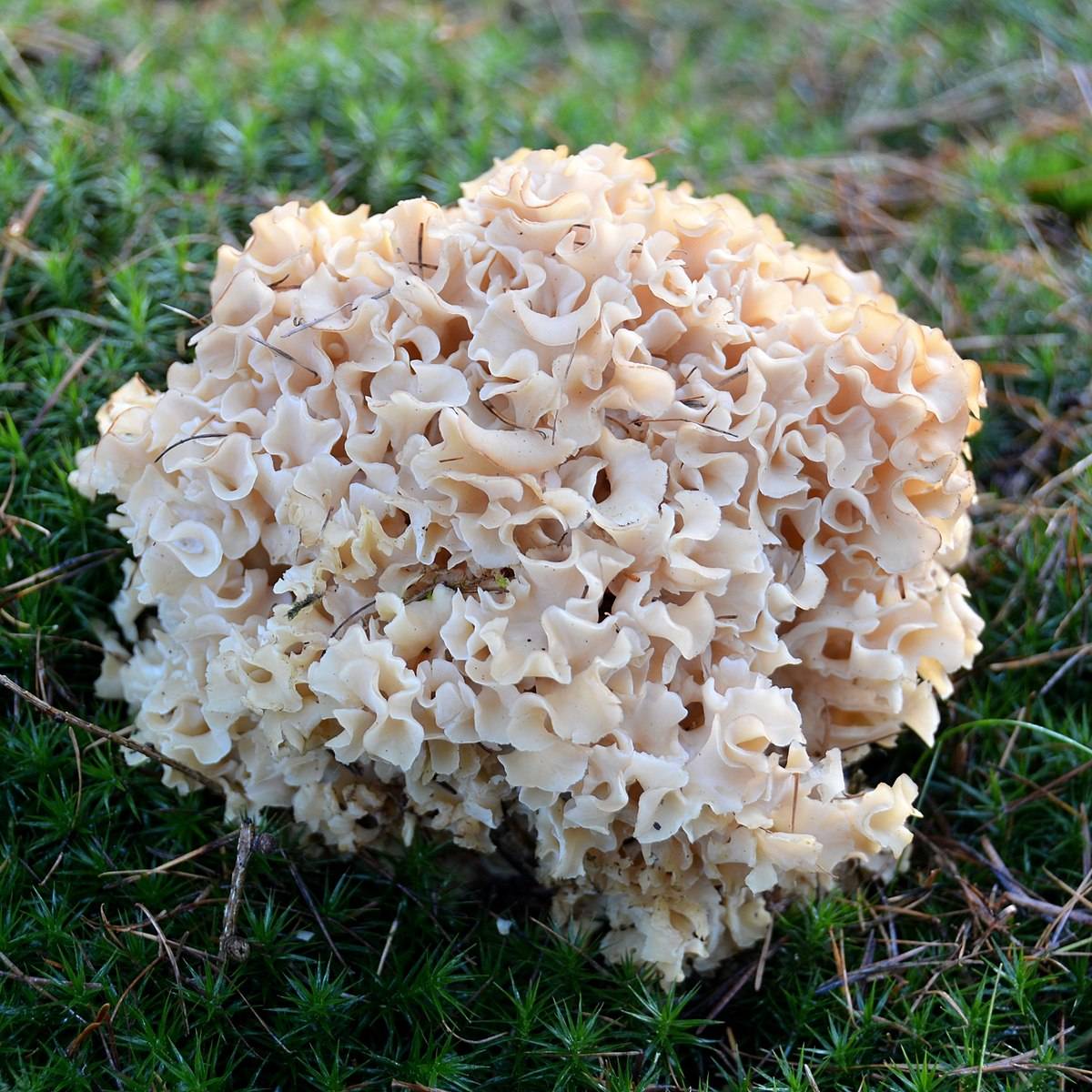 Спарассис курчавый - описание, где растет, ядовитость гриба
