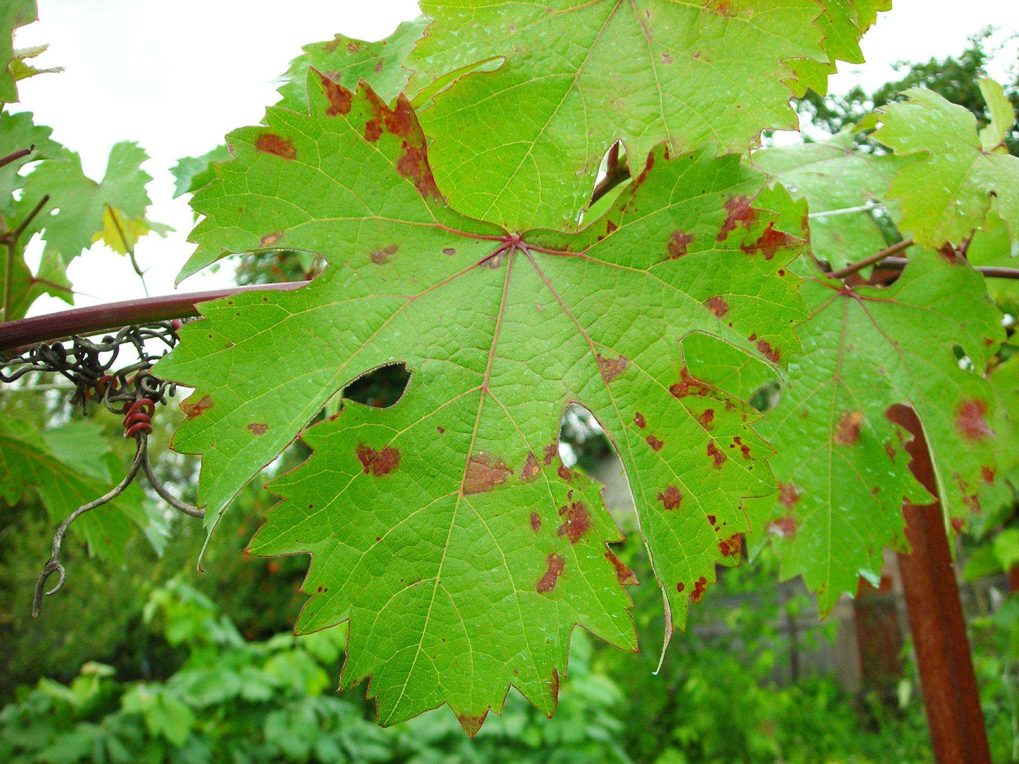В чем опасность антракноза на винограде, признаки и методы борьбы