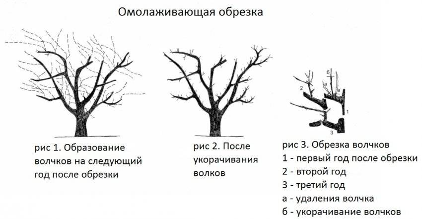 Как формировать старую яблоню осенью схема