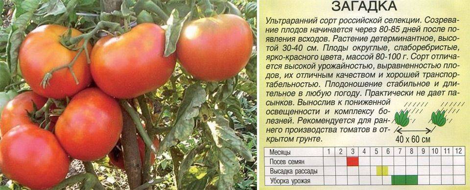 Описание гибридного томата женская доля и рекомендации по выращиванию сорта