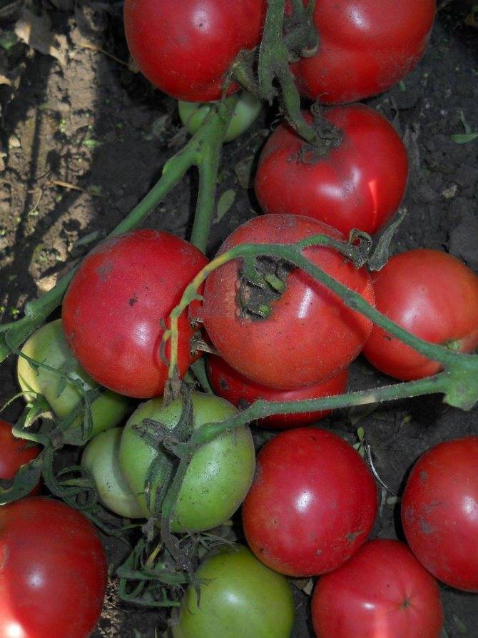 Сорт томата «видимо-невидимо»: описание сорта, особенности посадки, выращивания и ухода
