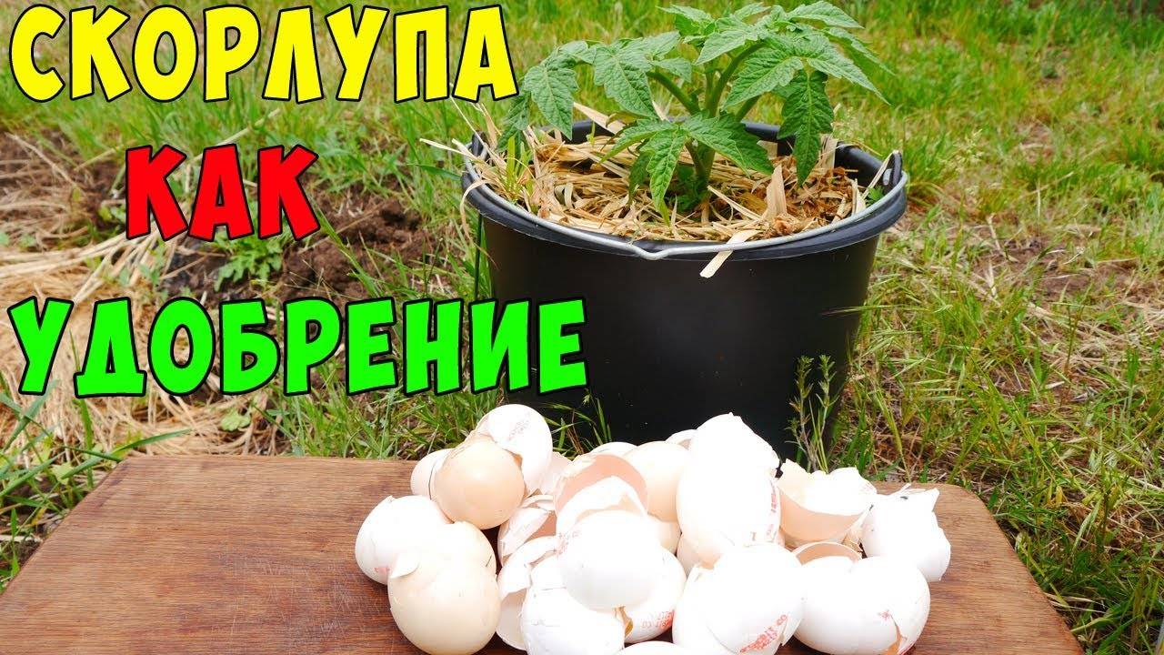 Скорлупа яиц как удобрение: для каких растений применяется?
