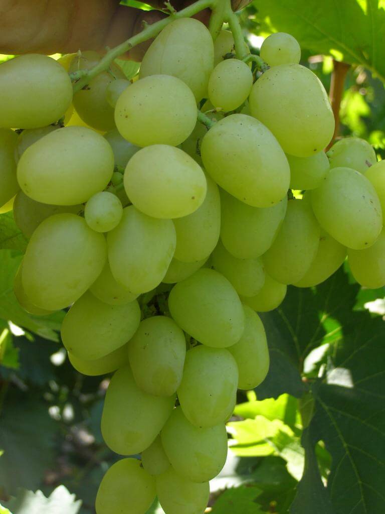 Сорт винограда надежда азос, описание сорта с характеристикой и отзывами, а также особенности посадки и выращивания, фото
