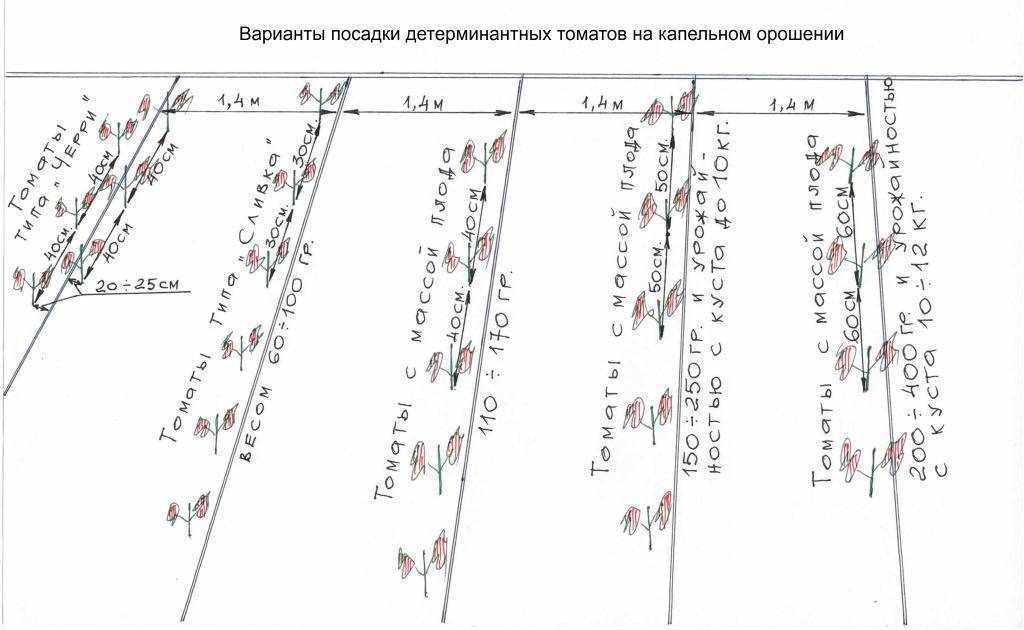 Схема посадки детерминантных томатов