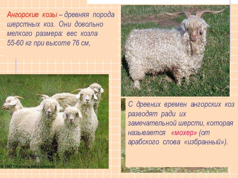 Англо-нубийские козы — фото и описание, продуктивность, уход и кормление, перспективы разведения.