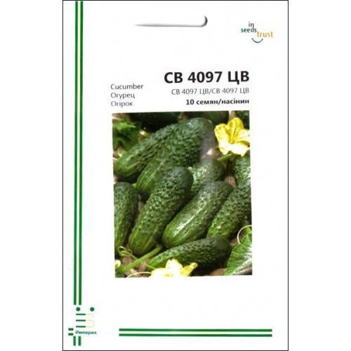 Гибрид огурцов «св 4097 цв f1»: рекомендации для обильного урожая