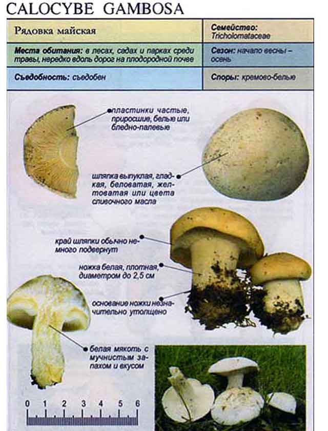 Майский гриб (calocybe gambosa) или рядовка майская: 1-й деликатес