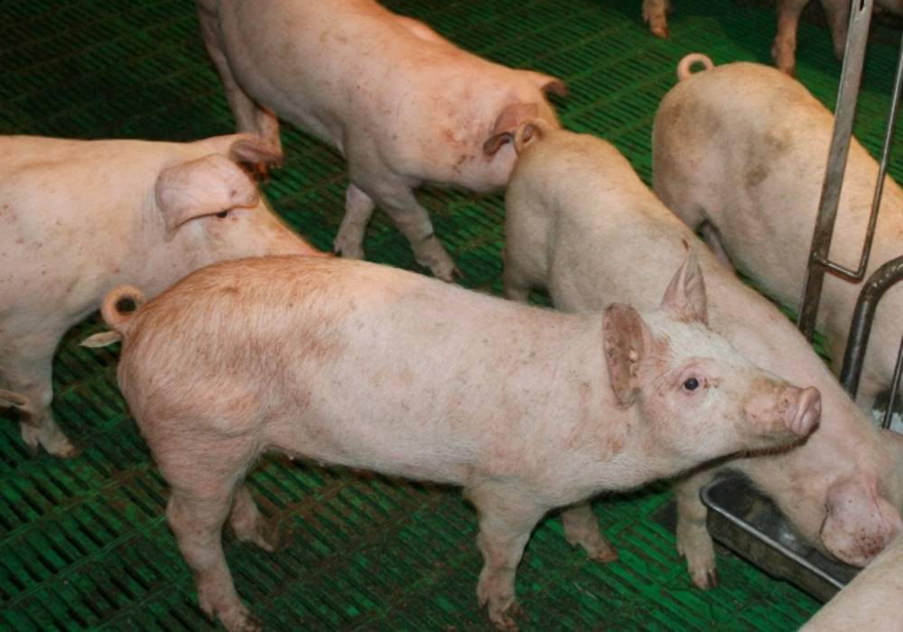 Рожа свиней: симптомы, методы лечения и профилактики | beleka.by