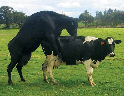 Спаривание (случка) коров с быками: половой цикл, признаки охоты