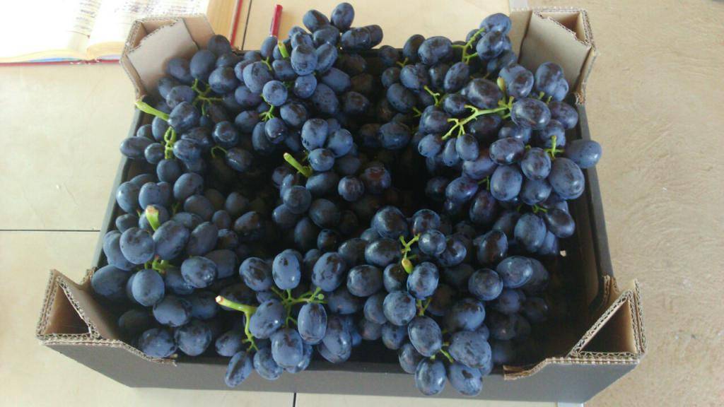 Описание сорта винограда Аттика: отзывы садоводов