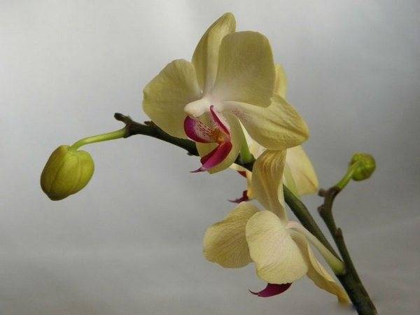 Разные проблемы с бутонами и цветами орхидеи: почему они обмельчали или их стало мало, изменился цвет, появились темные пятна, а также фото других болезней