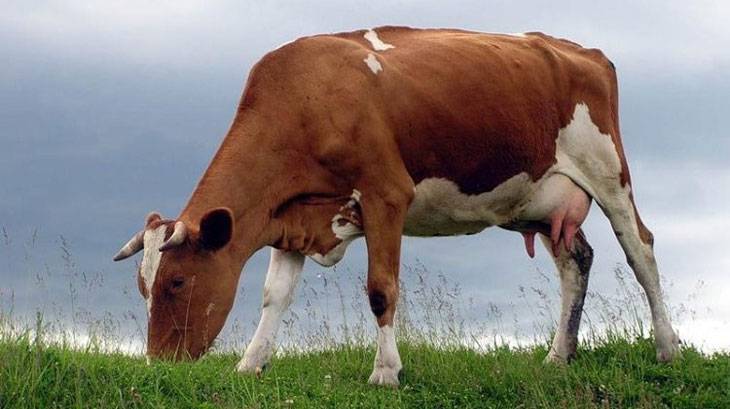 ᐉ бестужевская порода коров: описание и характеристика - zooon.ru