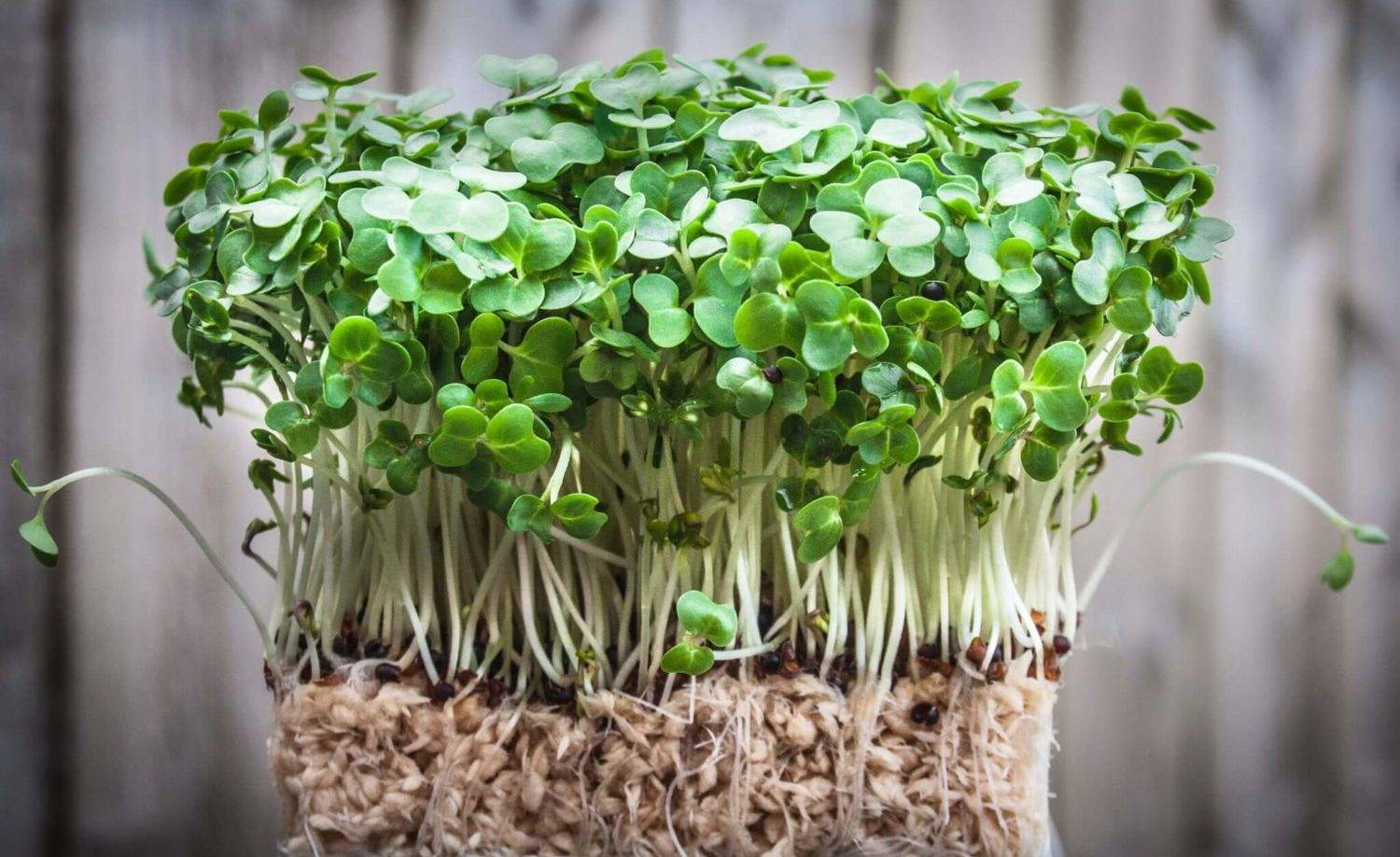 Как выращивать кресс-салат в домашних условиях и на даче