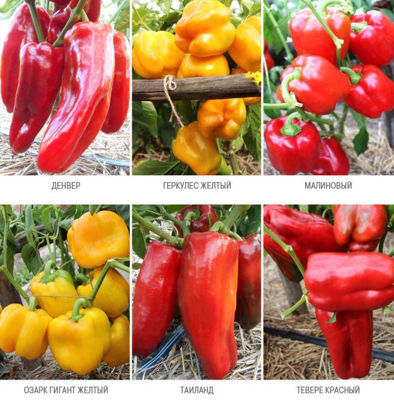 Сорта красного перца: крупноплодные и толстостенные