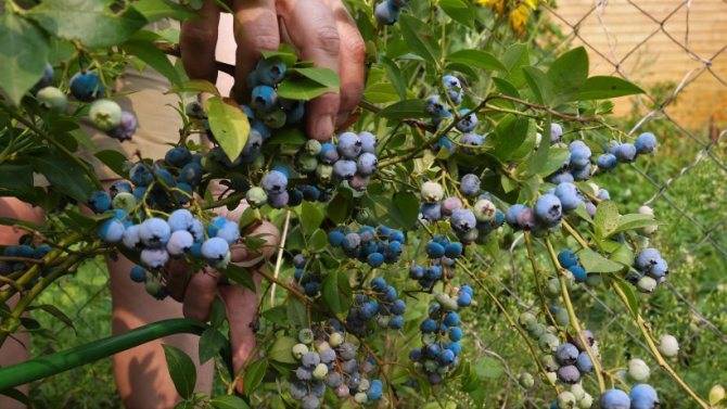 Почему не плодоносит голубика садовая на даче: ошибки в агротехнике и их исправление, борьба с болезнями