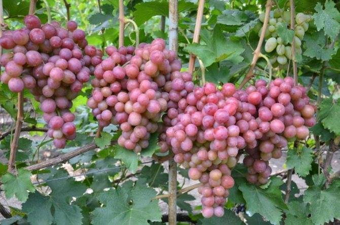 Сорт винограда дашуня