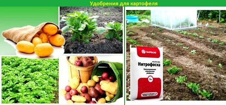 ᐉ удобрения для картофеля при посадке в лунку – виды и расчет - roza-zanoza.ru