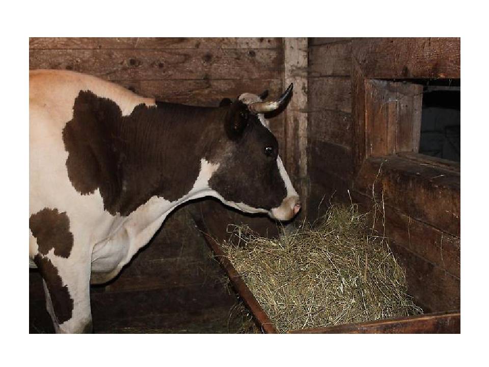 Содержание коровы в личном хозяйстве (фото и видео)