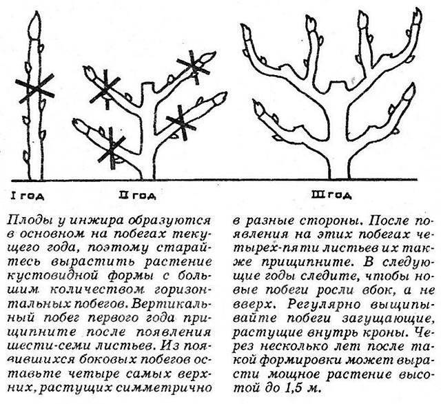 Обрезка инжира весной для начинающих в картинках