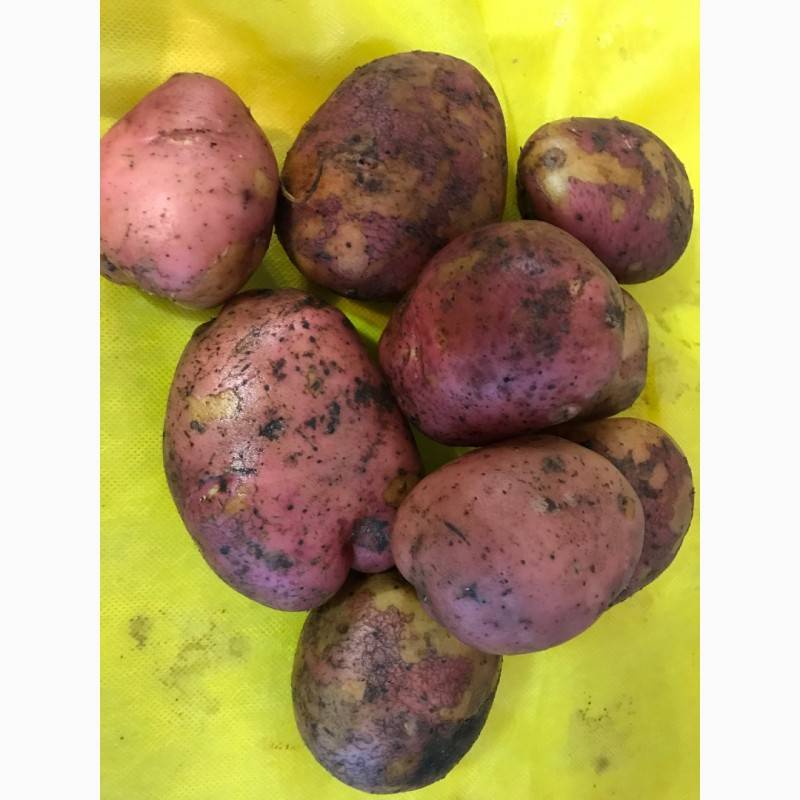 Картофель ирбитский: описание сорта картошки, фото внешнего вида, отзывы тех, кто её выращивал
