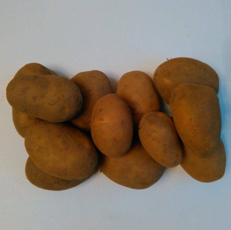 Как выглядит картофель импала: плюсы и минусы сорта, отзывы