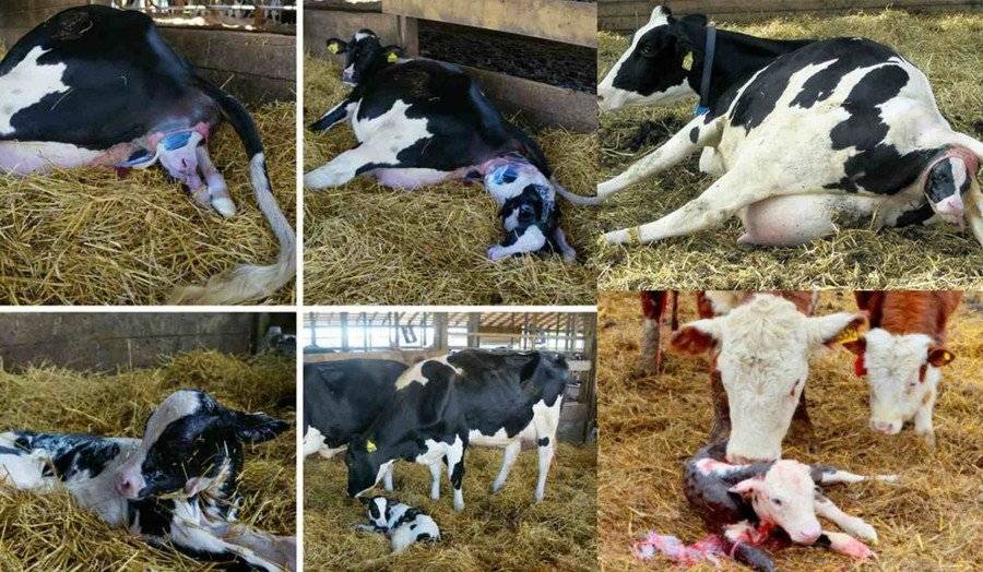 ᐉ как кормить корову после отела: виды кормов - zooon.ru