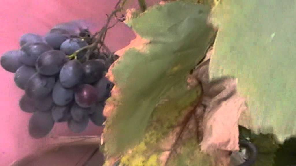 Сорт винограда блэк гранд