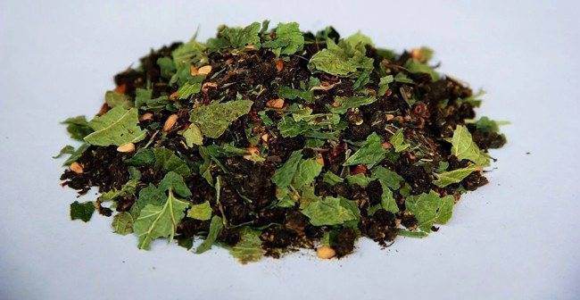 Когда собирать листья смородины для чая: руководство для новичка. как заготовить листья смородины в 2023 году  для чая