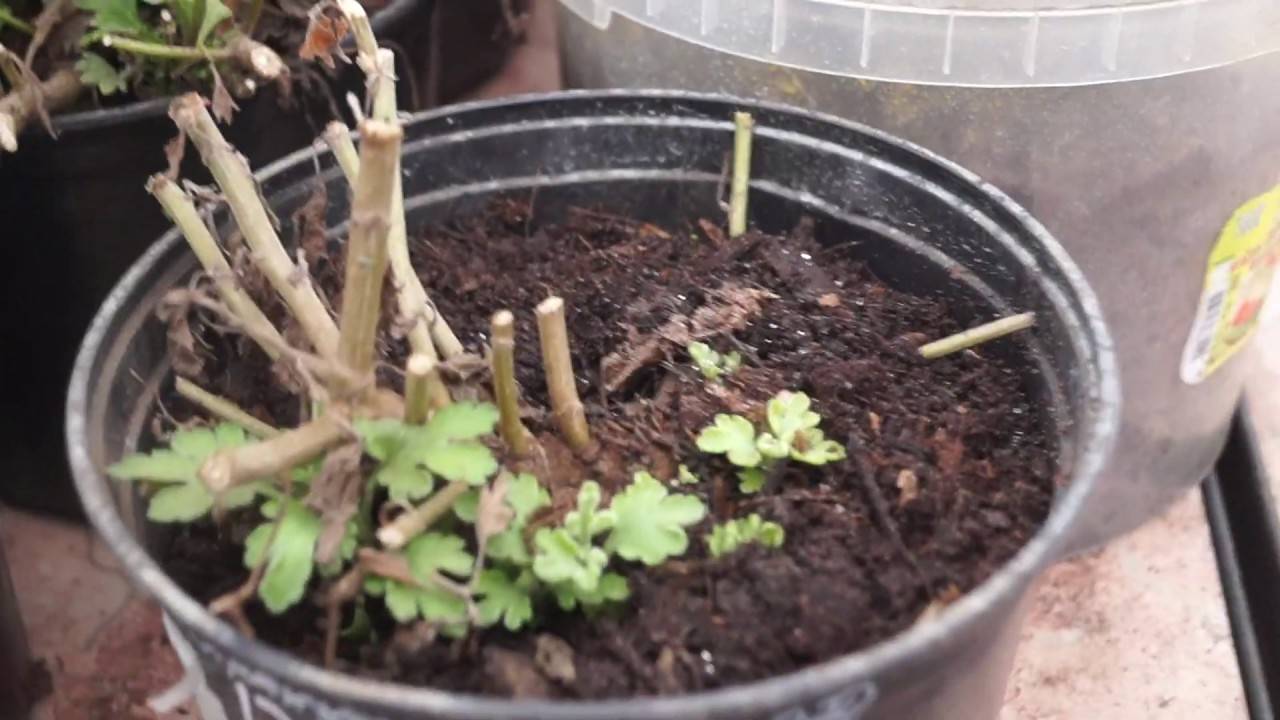 Как хранить хризантемы зимой в домашних условиях