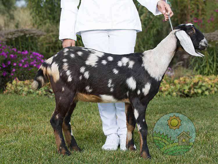 Нубийские козы: описание породы, фото, цена, характеристика